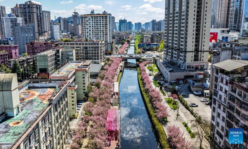 An aerial drone photo taken on April 3, 2026 shows the cherry blossoms along the Shuicheng River in Liupanshui, southwest China's Guizhou Province. The cherry blossoms along the Shuicheng River in Liupanshui are in full bloom, attracting people for spring outings. In recent years, the city has leveraged its riverside cherry blossoms to expand the flower-viewing industry, unlocking market consumption potential with its natural landscapes. (Xinhua/Tao Liang)
