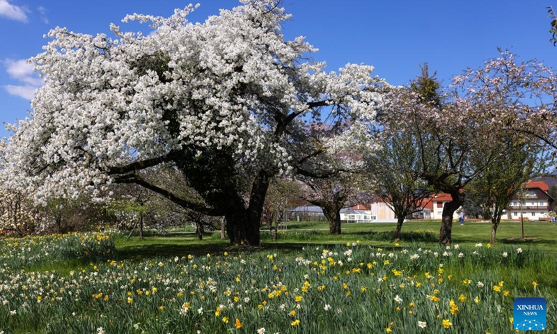 Flowers are pictured during a spring flower exhibition at the Volcji Potok Arboretum near Kamnik, Slovenia, April 3, 2026. (Photo by Zeljko Stevanic/Xinhua)