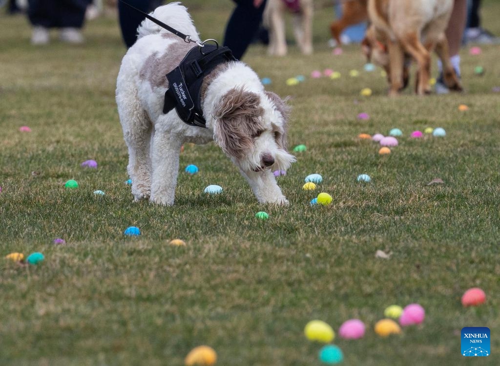 A pet dog collects eggs during the 2026 Easter Egg Hunt for Dogs in Hamilton, Ontario, Canada, on April 3, 2026. About 300 participants and their pet dogs took part in this annual traditional event here on Friday to celebrate Easter. (Photo by Zou Zheng/Xinhua)