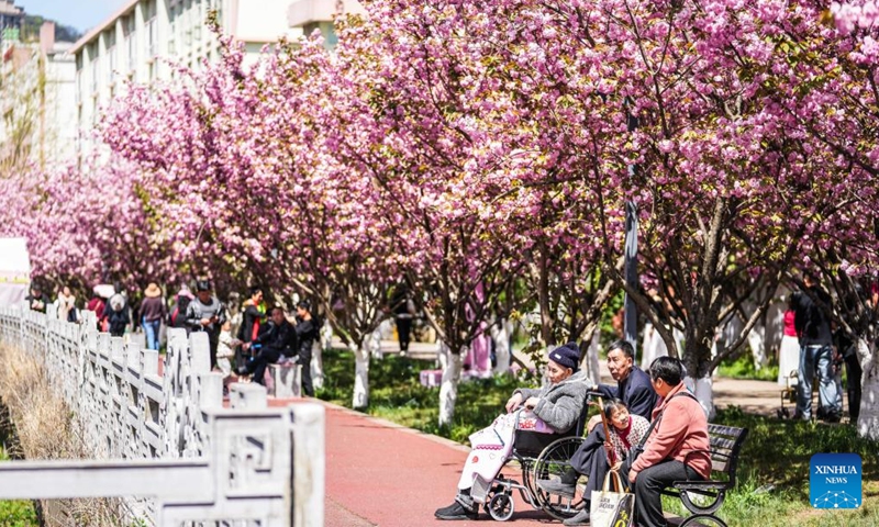 People rest under cherry blossoms along the Shuicheng River in Liupanshui, southwest China's Guizhou Province, April 3, 2026. The cherry blossoms along the Shuicheng River in Liupanshui are in full bloom, attracting people for spring outings. In recent years, the city has leveraged its riverside cherry blossoms to expand the flower-viewing industry, unlocking market consumption potential with its natural landscapes. (Xinhua/Tao Liang)
