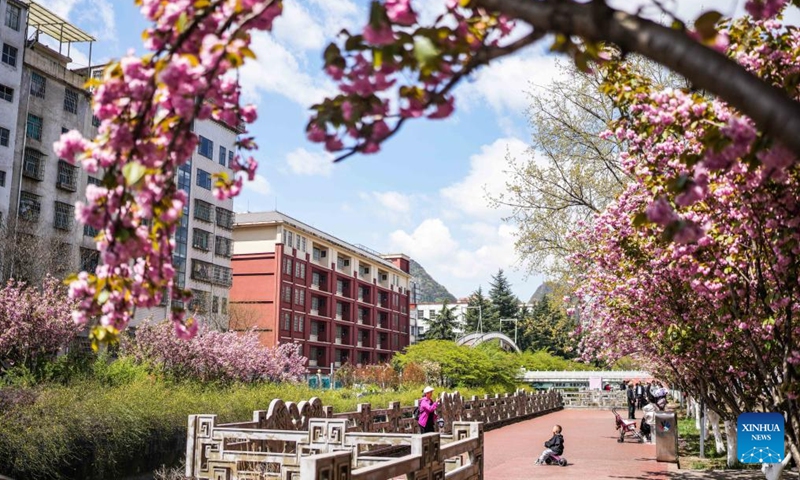 People enjoy their leisure time under cherry blossoms along the Shuicheng River in Liupanshui, southwest China's Guizhou Province, April 3, 2026. The cherry blossoms along the Shuicheng River in Liupanshui are in full bloom, attracting people for spring outings. In recent years, the city has leveraged its riverside cherry blossoms to expand the flower-viewing industry, unlocking market consumption potential with its natural landscapes. (Xinhua/Tao Liang)