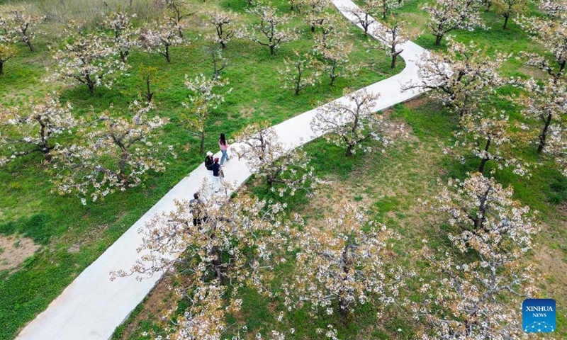 An aerial drone photo taken on April 3, 2026 shows tourists enjoying the blossoms at a pear orchard in Chaihudian Town of Tengzhou City, east China's Shandong Province. Pear trees at nearly 10,000 mu (about 667 hectares) of pear orchards in Chaihudian Town of Tengzhou have entered full bloom recently, attracting tourists to enjoy the blossoms. (Xinhua/Zhu Zheng)