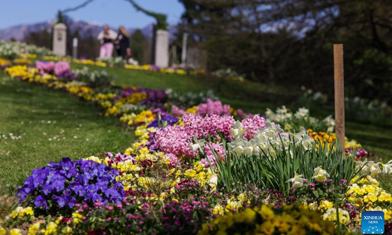 Flowers are pictured during a spring flower exhibition at the Volcji Potok Arboretum near Kamnik, Slovenia, April 3, 2026. (Photo by Zeljko Stevanic/Xinhua)