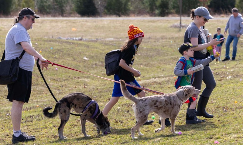 Participants and pet dogs collect eggs during the 2026 Easter Egg Hunt for Dogs in Hamilton, Ontario, Canada, on April 3, 2026. About 300 participants and their pet dogs took part in this annual traditional event here on Friday to celebrate Easter. (Photo by Zou Zheng/Xinhua)