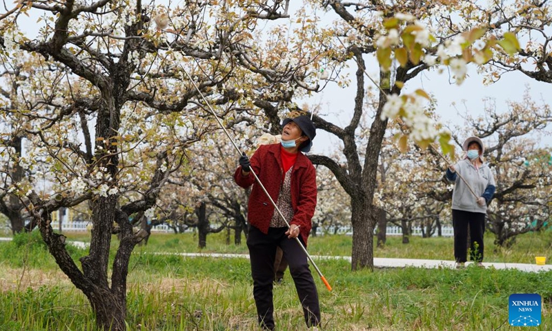 Farmers pollinate pear trees at a pear orchard in Chaihudian Town of Tengzhou City, east China's Shandong Province, April 3, 2026. Pear trees at nearly 10,000 mu (about 667 hectares) of pear orchards in Chaihudian Town of Tengzhou have entered full bloom recently, attracting tourists to enjoy the blossoms. (Xinhua/Zhu Zheng)