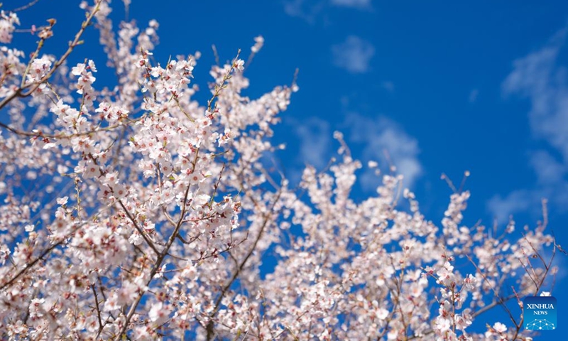 This photo taken on April 2, 2026 shows peach blossoms in Duodang Village of Nyingchi, southwest China's Xizang Autonomous Region. A peach blossom tourism and cultural festival kicked off in Nyingchi on Friday. More than 20 activities are scheduled to be held during the event. (Xinhua/Tenzin Nyida)