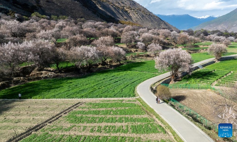 An aerial drone photo taken on April 2, 2026 shows peach blossoms in Duodang Village of Nyingchi, southwest China's Xizang Autonomous Region. A peach blossom tourism and cultural festival kicked off in Nyingchi on Friday. More than 20 activities are scheduled to be held during the event. (Xinhua/Tenzin Nyida)
