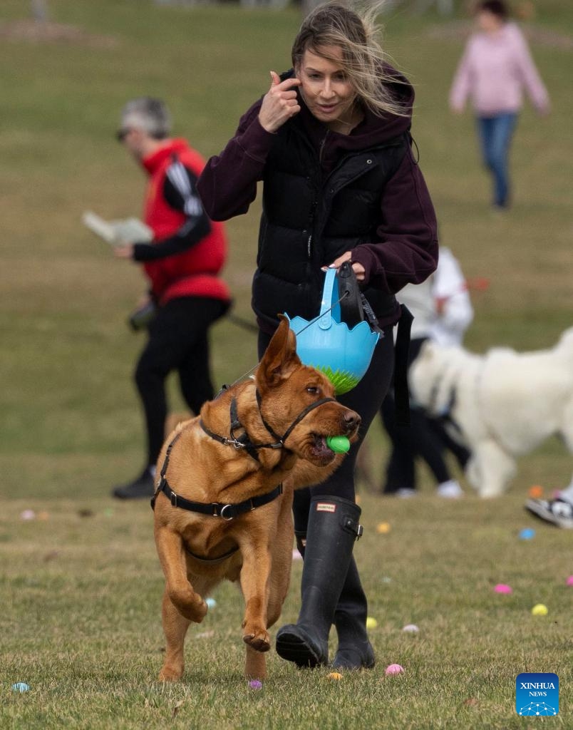 A pet dog collects eggs with its owner during the 2026 Easter Egg Hunt for Dogs in Hamilton, Ontario, Canada, on April 3, 2026. About 300 participants and their pet dogs took part in this annual traditional event here on Friday to celebrate Easter. (Photo by Zou Zheng/Xinhua)