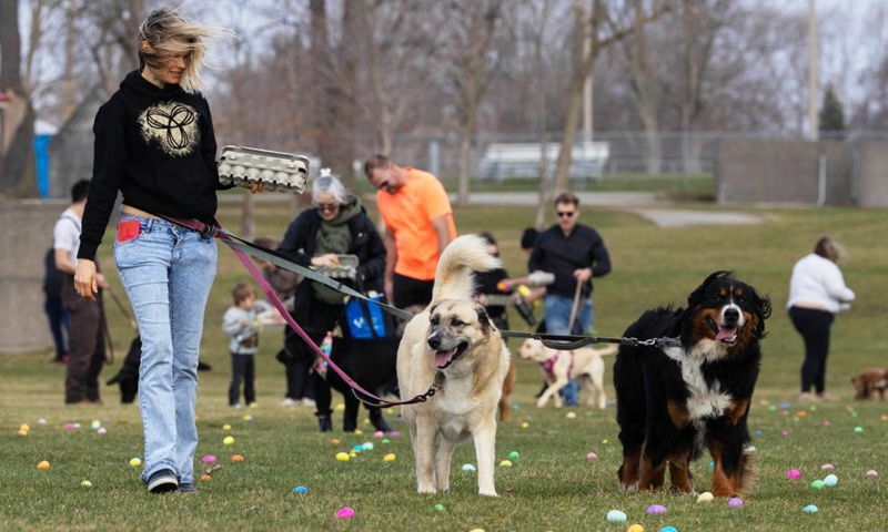Participants and pet dogs collect eggs during the 2026 Easter Egg Hunt for Dogs in Hamilton, Ontario, Canada, on April 3, 2026. About 300 participants and their pet dogs took part in this annual traditional event here on Friday to celebrate Easter. (Photo by Zou Zheng/Xinhua)