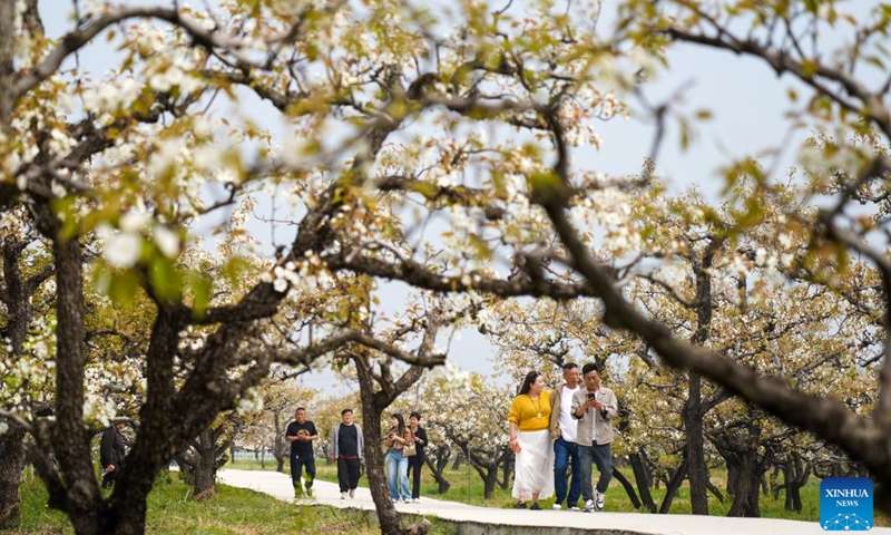 Tourists enjoy the blossoms at a pear orchard in Chaihudian Town of Tengzhou City, east China's Shandong Province, April 3, 2026. Pear trees at nearly 10,000 mu (about 667 hectares) of pear orchards in Chaihudian Town of Tengzhou have entered full bloom recently, attracting tourists to enjoy the blossoms. (Xinhua/Zhu Zheng)
