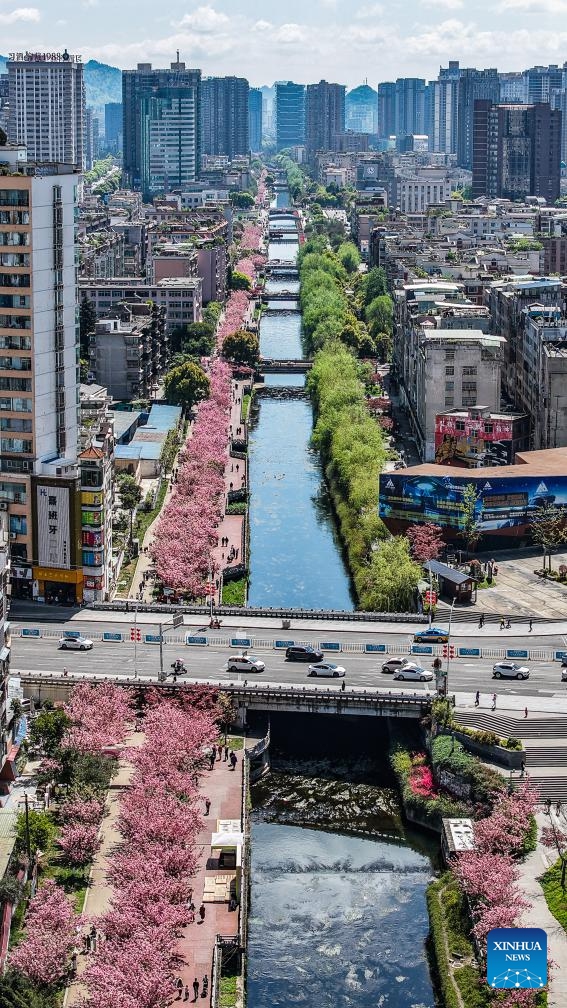 An aerial drone photo taken on April 3, 2026 shows the cherry blossoms along the Shuicheng River in Liupanshui, southwest China's Guizhou Province. The cherry blossoms along the Shuicheng River in Liupanshui are in full bloom, attracting people for spring outings. In recent years, the city has leveraged its riverside cherry blossoms to expand the flower-viewing industry, unlocking market consumption potential with its natural landscapes. (Xinhua/Tao Liang)