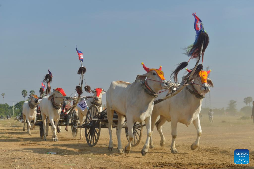This photo taken on April 5, 2026 shows an ox-cart race in Kampong Speu province, Cambodia. Cambodian villagers on Sunday organized a centuries-old ox-cart race here to celebrate the upcoming Cambodian New Year, which will be observed from April 14 to 16. (Photo by Phearum/Xinhua)