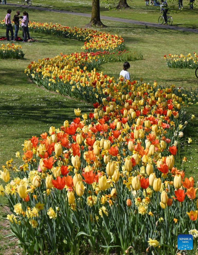 People enjoy blooming flowers at a park in Valeggio sul Mincio, Verona, Italy, April 4, 2026. (Photo by Alberto Lingria/Xinhua)