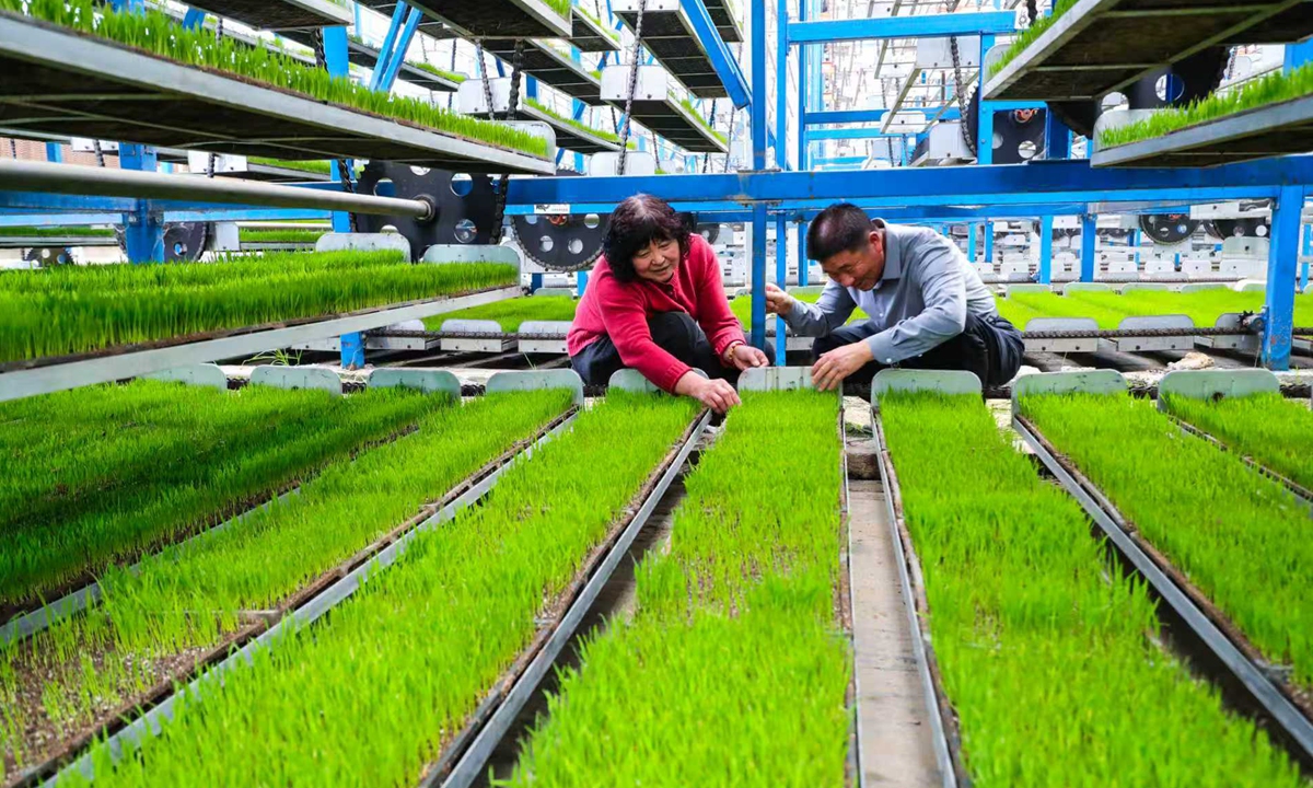 Workers tend rice seedlings at a fully automated and intelligent seedling cultivation facility in Guangshan county, Xinyang, Central China's Henan Province, on April 6, 2026. Smart agriculture is taking root in an increasing number of fields across China, steering the nation's grain production toward a high-tech future, according to Xinhua. Photo: VCG
