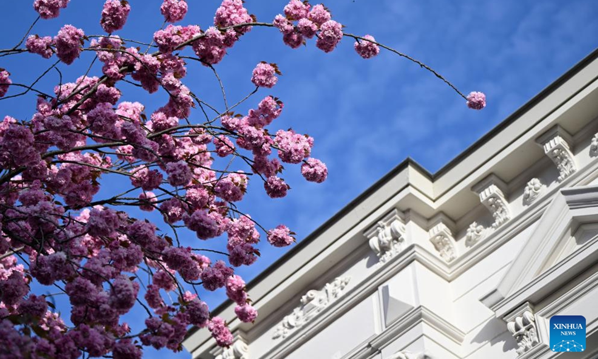 Blooming cherry blossoms are seen in Bonn, Germany, April 6, 2026. (Photo by Ulrich Hufnagel/Xinhua)