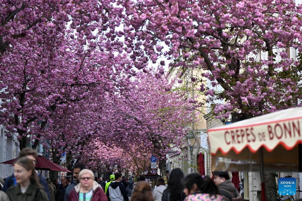 Blooming cherry blossoms are seen in Bonn, Germany, April 6, 2026. (Photo by Ulrich Hufnagel/Xinhua)