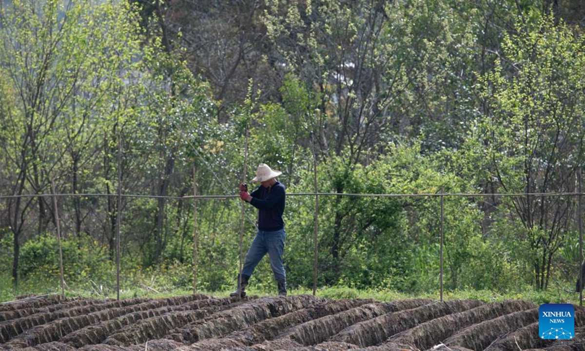 A farmer builds ginger sheds in a field in Datong Town of Tongling, east China's Anhui Province, on April 5, 2026. Around the Qingming Festival, farmers in Tongling are busy ridging fields, planting white ginger, applying fertilizer, and building ginger sheds. (Xinhua/Zhang Duan)