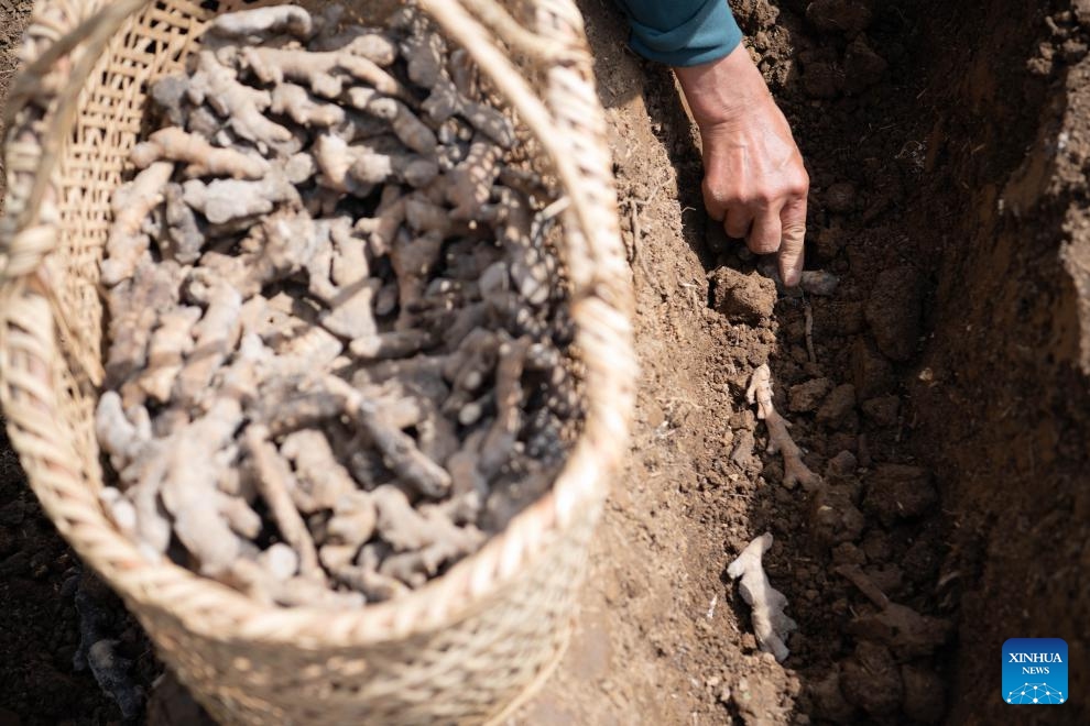 A farmer plants white gingers in a field in Datong Town of Tongling, east China's Anhui Province, on April 5, 2026. Around the Qingming Festival, farmers in Tongling are busy ridging fields, planting white ginger, applying fertilizer, and building ginger sheds. (Xinhua/Zhang Duan)