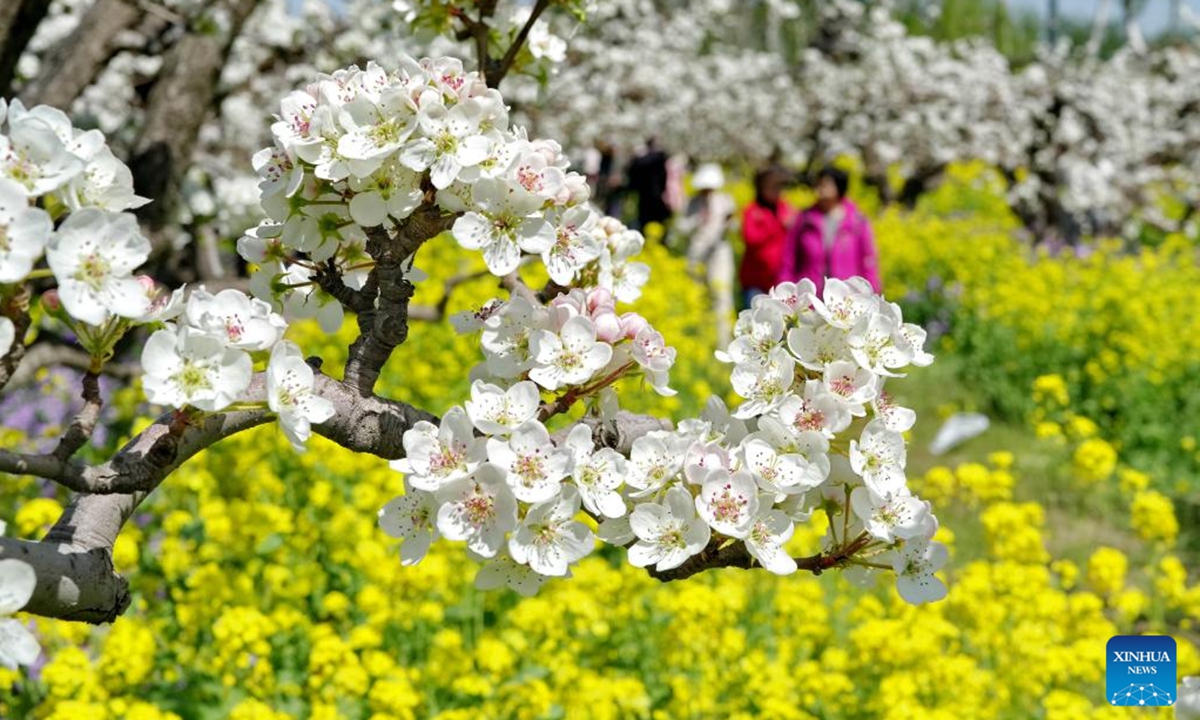Tourists admire blossoms in a pear orchard in Zhoujiazhuang Township of Jinzhou City, north China's Hebei Province, April 6, 2026. Recently, about 170,000 mu (11,333.33 hectares) of pear trees in Jinzhou City have entered their full bloom period. The pear blossoms, alongside the blooming rapeseed flowers in the fields, create a stunning scene that attracts a large number of tourists to admire the flowers and enjoy spring outings. (Xinhua/Yang Shiyao)