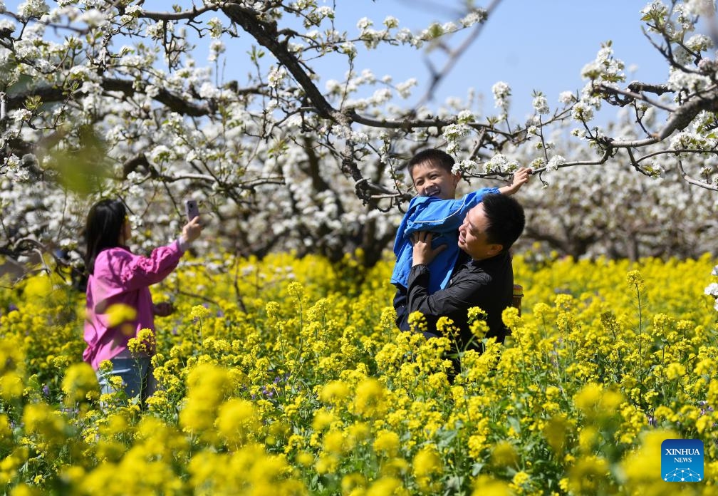 Tourists pose for photos in a pear orchard in Zhoujiazhuang Township of Jinzhou City, north China's Hebei Province, April 6, 2026. Recently, about 170,000 mu (11,333.33 hectares) of pear trees in Jinzhou City have entered their full bloom period. The pear blossoms, alongside the blooming rapeseed flowers in the fields, create a stunning scene that attracts a large number of tourists to admire the flowers and enjoy spring outings. (Xinhua/Yang Shiyao)