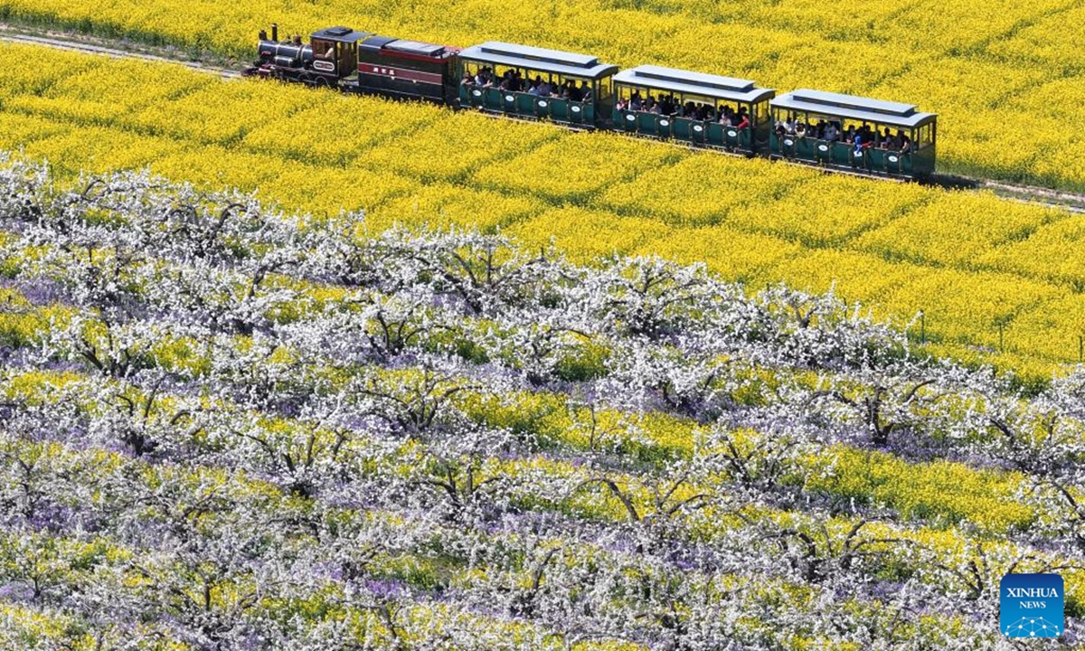 An aerial drone photo taken on April 6, 2026 shows tourists taking a sightseeing train past a pear orchard in Zhoujiazhuang Township of Jinzhou City, north China's Hebei Province. Recently, about 170,000 mu (11,333.33 hectares) of pear trees in Jinzhou City have entered their full bloom period. The pear blossoms, alongside the blooming rapeseed flowers in the fields, create a stunning scene that attracts a large number of tourists to admire the flowers and enjoy spring outings. (Xinhua/Yang Shiyao)