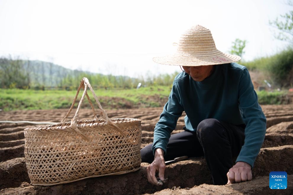 A farmer plants white gingers in a field in Datong Town of Tongling, east China's Anhui Province, on April 5, 2026. Around the Qingming Festival, farmers in Tongling are busy ridging fields, planting white ginger, applying fertilizer, and building ginger sheds. (Xinhua/Zhang Duan)