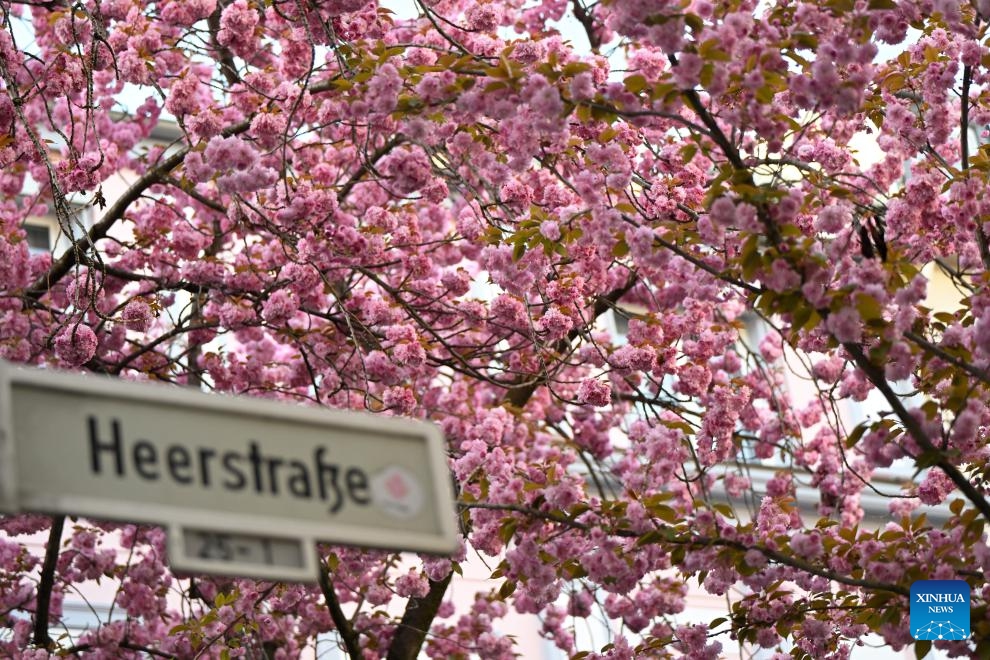 Blooming cherry blossoms are seen in Bonn, Germany, April 6, 2026. (Photo by Ulrich Hufnagel/Xinhua)