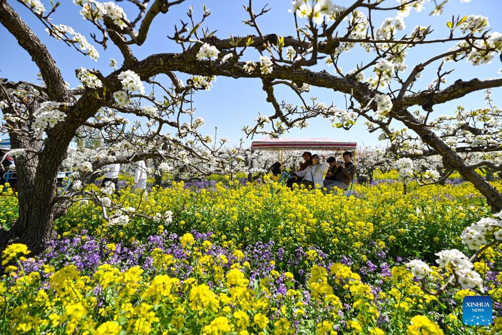 Tourists admire blossoms in a pear orchard in Zhoujiazhuang Township of Jinzhou City, north China's Hebei Province, April 6, 2026. Recently, about 170,000 mu (11,333.33 hectares) of pear trees in Jinzhou City have entered their full bloom period. The pear blossoms, alongside the blooming rapeseed flowers in the fields, create a stunning scene that attracts a large number of tourists to admire the flowers and enjoy spring outings. (Photo by Zhang Xiaofeng/Xinhua)
