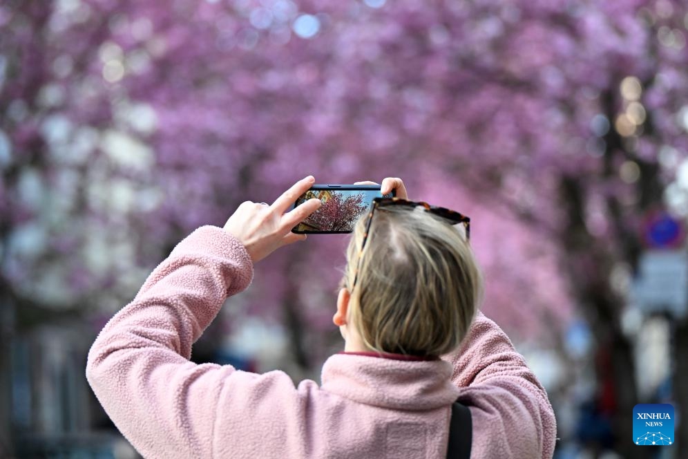 Blooming cherry blossoms are seen in Bonn, Germany, April 6, 2026. (Photo by Ulrich Hufnagel/Xinhua)