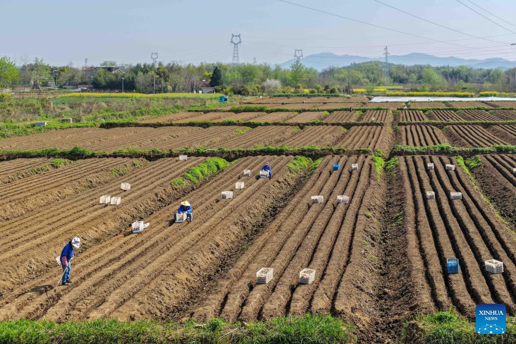 A drone photo taken on April 2, 2026 shows farmers working in the fields in Tianmen Town of Tongling, east China's Anhui Province. Around the Qingming Festival, farmers in Tongling are busy ridging fields, planting white ginger, applying fertilizer, and building ginger sheds. (Xinhua/Zhang Duan)