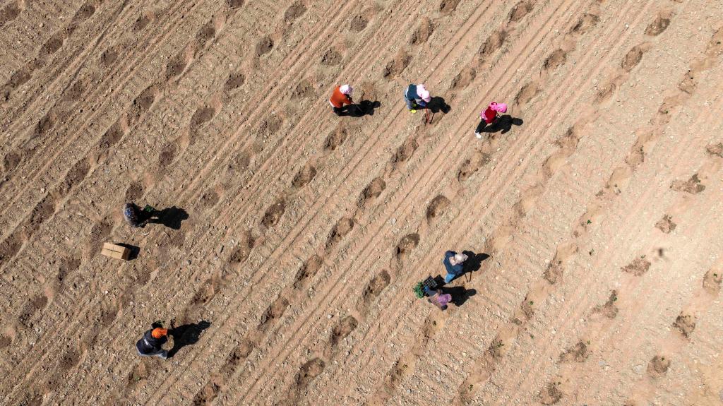 An aerial drone photo taken on April 6, 2026 shows farmers planting Xisha watermelons in Xingren Town of Shapotou District, Zhongwei City, northwest China's Ningxia Hui Autonomous Region.

The Xisha watermelon is a watermelon variety cultivated on sandy earth covered with stone gravels. It is known for its large size, crisp and juicy flesh, as well as rich sweetness. The fruit is often hailed as the green gem of the Gobi Desert owing to its great economic value.

Zhongwei City, a major producer of Xisha watermelons, plans to plant 420,000 mu (28,000 hectares) of the watermelons this year. (Xinhua/Wang Peng)