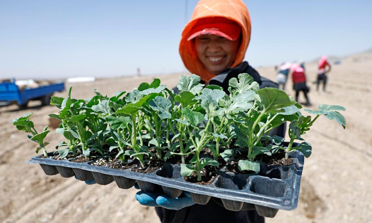 A farmer displays seedlings of Xisha watermelons in Xingren Town of Shapotou District, Zhongwei City, northwest China's Ningxia Hui Autonomous Region, April 6, 2026.

The Xisha watermelon is a watermelon variety cultivated on sandy earth covered with stone gravels. It is known for its large size, crisp and juicy flesh, as well as rich sweetness. The fruit is often hailed as the green gem of the Gobi Desert owing to its great economic value.

Zhongwei City, a major producer of Xisha watermelons, plans to plant 420,000 mu (28,000 hectares) of the watermelons this year. (Xinhua/Wang Peng)