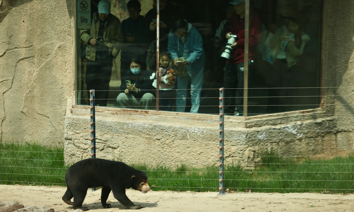 A sun bear officially meets visitors at the Beijing Zoo on April 8, 2026 in Beijing. The sun bear has quickly become a star attraction thanks to its unique appearance. Smaller and more delicate than robust brown bears and sturdy black bears, it is the smallest bear species, only slightly larger than a medium-sized dog. Photo: VCG