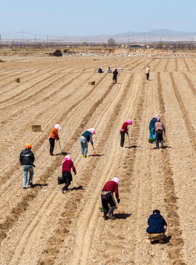 A drone photo taken on April 6, 2026 shows farmers planting Xisha watermelons in Xingren Town of Shapotou District, Zhongwei City, northwest China's Ningxia Hui Autonomous Region.

The Xisha watermelon is a watermelon variety cultivated on sandy earth covered with stone gravels. It is known for its large size, crisp and juicy flesh, as well as rich sweetness. The fruit is often hailed as the green gem of the Gobi Desert owing to its great economic value.

Zhongwei City, a major producer of Xisha watermelons, plans to plant 420,000 mu (28,000 hectares) of the watermelons this year. (Xinhua/Wang Peng)