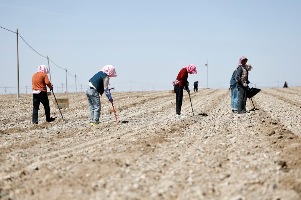 Farmers plant Xisha watermelons in Xingren Town of Shapotou District, Zhongwei City, northwest China's Ningxia Hui Autonomous Region, April 6, 2026.

The Xisha watermelon is a watermelon variety cultivated on sandy earth covered with stone gravels. It is known for its large size, crisp and juicy flesh, as well as rich sweetness. The fruit is often hailed as the green gem of the Gobi Desert owing to its great economic value.

Zhongwei City, a major producer of Xisha watermelons, plans to plant 420,000 mu (28,000 hectares) of the watermelons this year. (Xinhua/Wang Peng)
