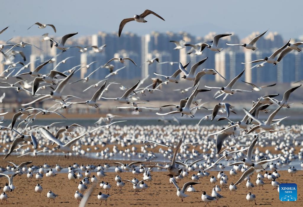 Seagulls are seen on the seashore in Beidaihe District of Qinhuangdao, north China's Hebei Province, April 7, 2026. (Xinhua/Yang Shiyao)