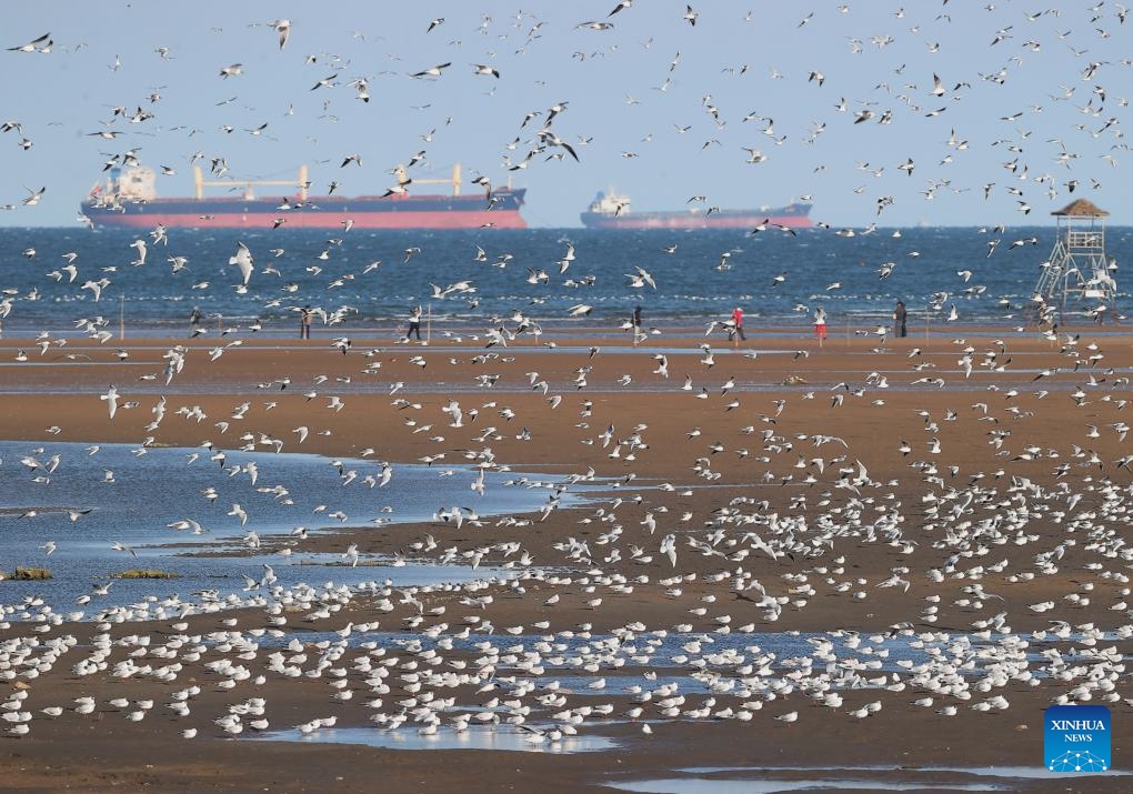Seagulls are seen on the seashore in Beidaihe District of Qinhuangdao, north China's Hebei Province, April 7, 2026. (Xinhua/Yang Shiyao)