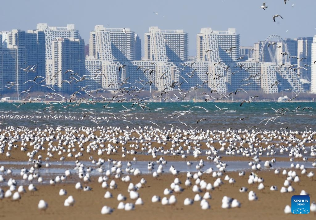 Seagulls are seen on the seashore in Beidaihe District of Qinhuangdao, north China's Hebei Province, April 7, 2026. (Xinhua/Yang Shiyao)