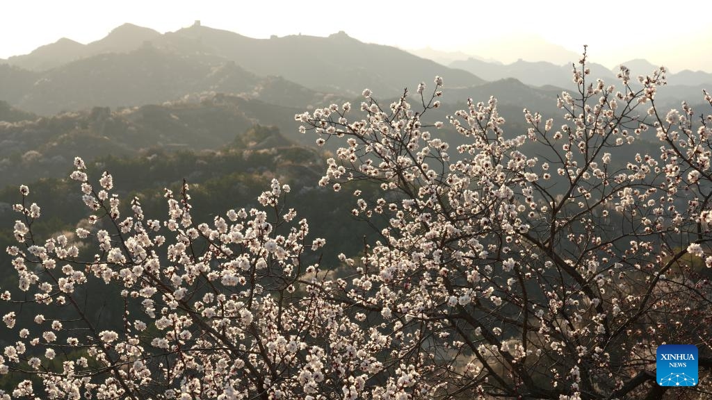 This photo taken on April 8, 2026 shows spring scenery of the Great Wall in Gubeikou Town, Miyun District of Beijing, capital of China. (Photo by Zhou Wanping/Xinhua)