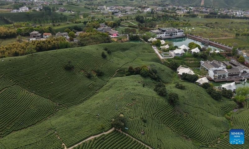 An aerial drone photo taken on April 8, 2026 shows workers picking tea leaves at a tea garden in Anji County, east China's Zhejiang Province. The white tea in Anji County has currently entered its harvest season. In 2025, the output of white tea in Anji reached 2,630 tonnes, with an annual output value of the tea industrial chain exceeding 7 billion yuan (about 1.02 billion U.S. dollars). The county also recorded more than 5 million tea-related tourist trips last year. (Xinhua/Huang Zongzhi)

