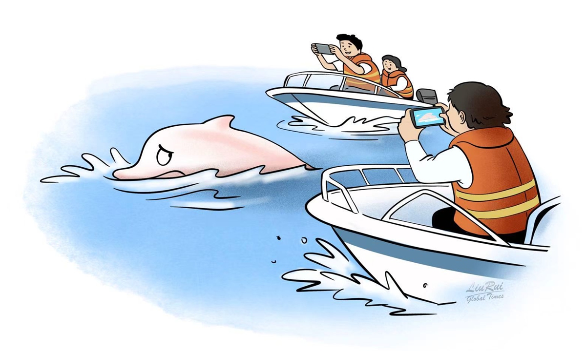 The controversial “chasing pink dolphins” incident shows that there is strong market demand for local dolphin-watching tourism, while also revealing which aspects of this tourism niche need to be upgraded