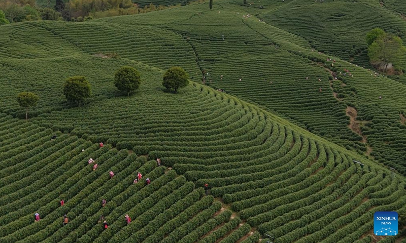 An aerial drone photo taken on April 8, 2026 shows workers picking tea leaves at a tea garden in Anji County, east China's Zhejiang Province. The white tea in Anji County has currently entered its harvest season. In 2025, the output of white tea in Anji reached 2,630 tonnes, with an annual output value of the tea industrial chain exceeding 7 billion yuan (about 1.02 billion U.S. dollars). The county also recorded more than 5 million tea-related tourist trips last year. (Xinhua/Huang Zongzhi)

