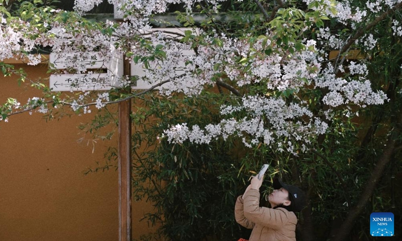 A woman takes photos of blossoms in east China's Shanghai, April 7, 2026. (Xinhua/Xing Guangli)

