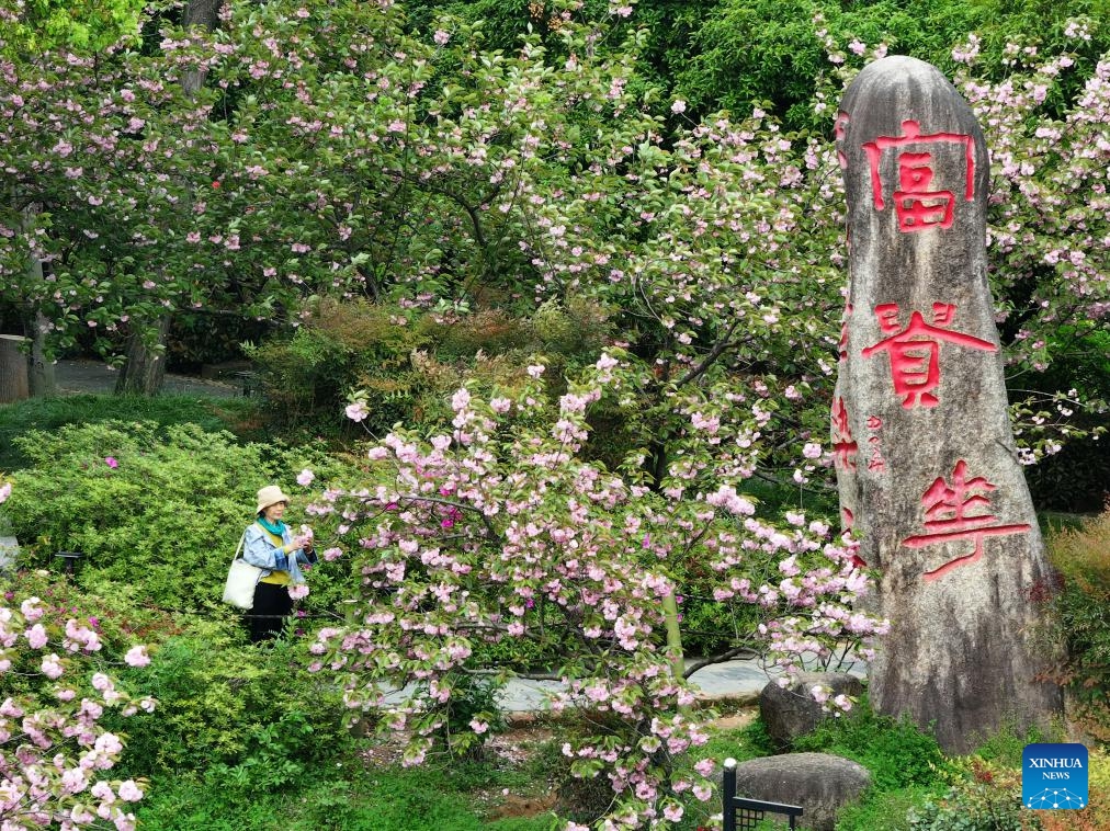 A drone photo taken on April 8, 2026 shows a visitor taking photos of peony flowers at a park in Wuhan, central China's Hubei Province. (Photo by Zhao Jun/Xinhua)