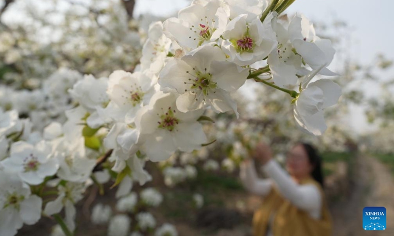A farmer performs flower thinning on a pear tree at a garden in Qian'an City, north China's Hebei Province, April 8, 2026. As pear trees in Qian'an City start to bloom, local farmers are busy performing flower thinning and pollinating work. (Xinhua/Yang Shiyao)

