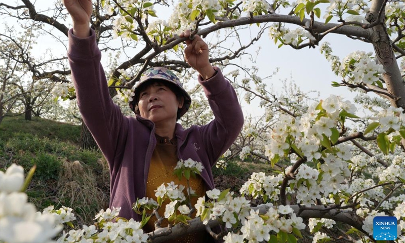 A farmer performs flower thinning on a pear tree at a garden in Qian'an City, north China's Hebei Province, April 8, 2026. As pear trees in Qian'an City start to bloom, local farmers are busy performing flower thinning and pollinating work. (Xinhua/Yang Shiyao)

