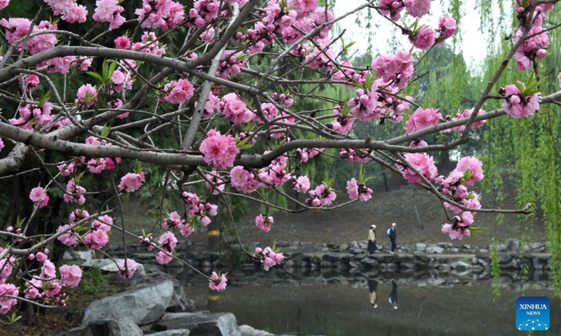 Tourists visit Yuanmingyuan Park in Beijing, capital of China, April 9, 2026. A spring tourism festival featuring immersive cultural and tourism experience kicked off at Yuanmingyuan Park on Thursday. (Xinhua/Luo Xiaoguang)