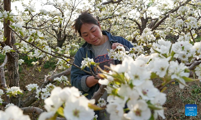 A farmer performs flower thinning on a pear tree at a garden in Qian'an City, north China's Hebei Province, April 8, 2026. As pear trees in Qian'an City start to bloom, local farmers are busy performing flower thinning and pollinating work. (Xinhua/Yang Shiyao)

