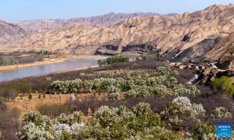 An aerial drone photo taken on April 6, 2026 shows pear trees in full bloom in Nanchangtan Village of Zhongwei City, northwest China's Ningxia Hui Autonomous Region. Nanchangtan nestles in a crescent-shaped riverbank area, where the Yellow River, China's second-longest river, flows through when entering Ningxia. (Xinhua/Wang Peng)