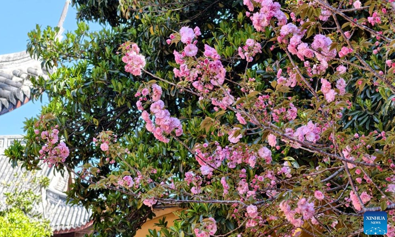 This photo taken on April 7, 2026 shows blossoms in east China's Shanghai. (Xinhua/Xing Guangli)

